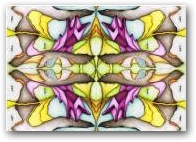 Doppio alberosqualo 2  » Click to zoom ->